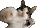 :catpunch: